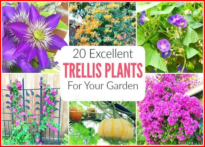 10 Best Arbors, Obelisks, Trellises Curated Collection 2024