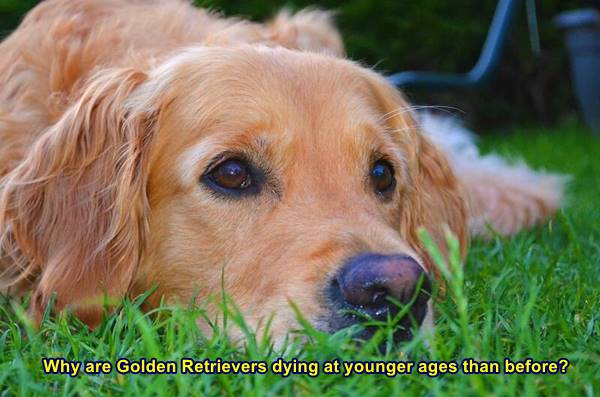 Why are Golden Retrievers dying at younger ages than before?